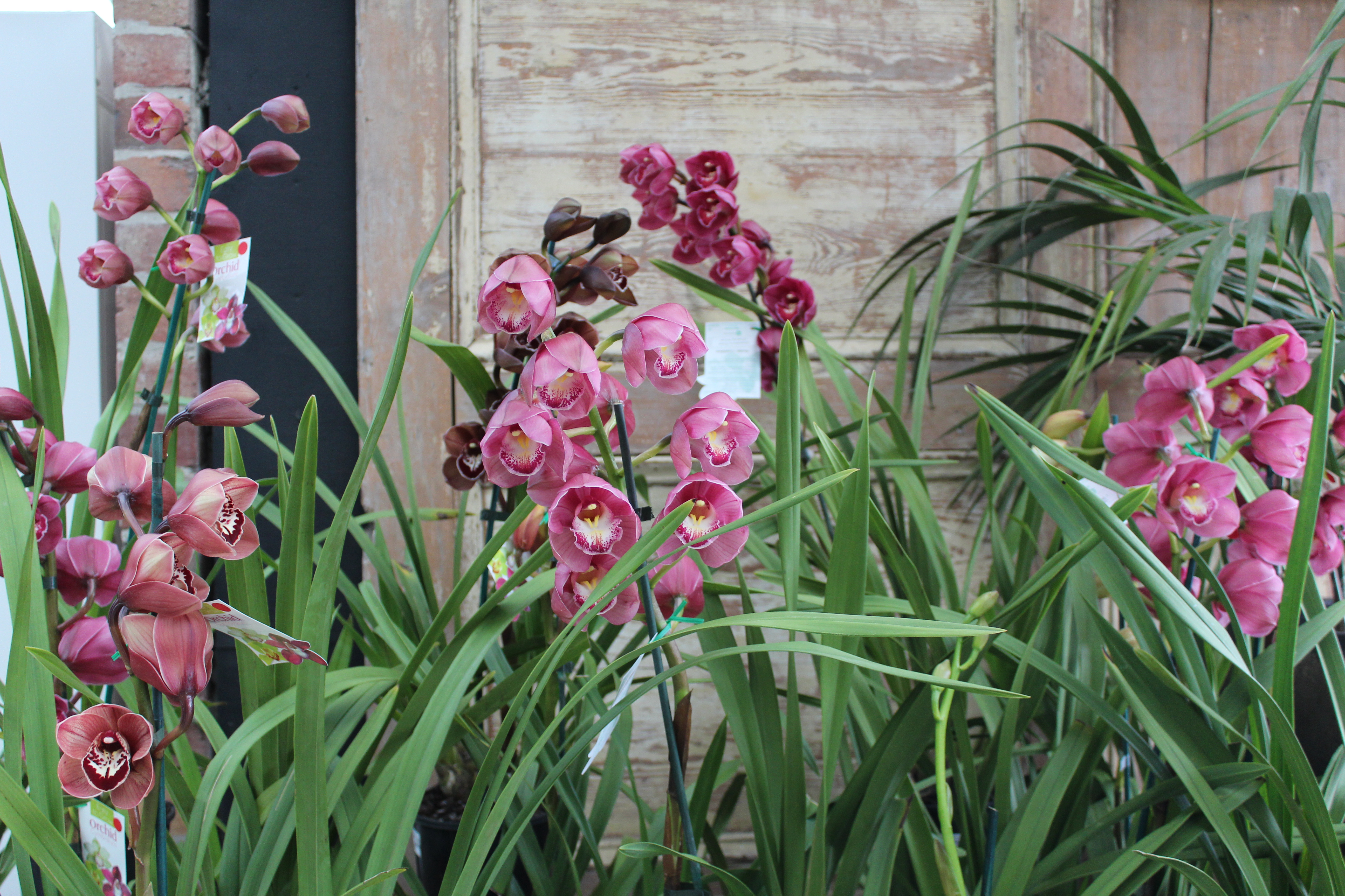Growing Cymbidium Orchids