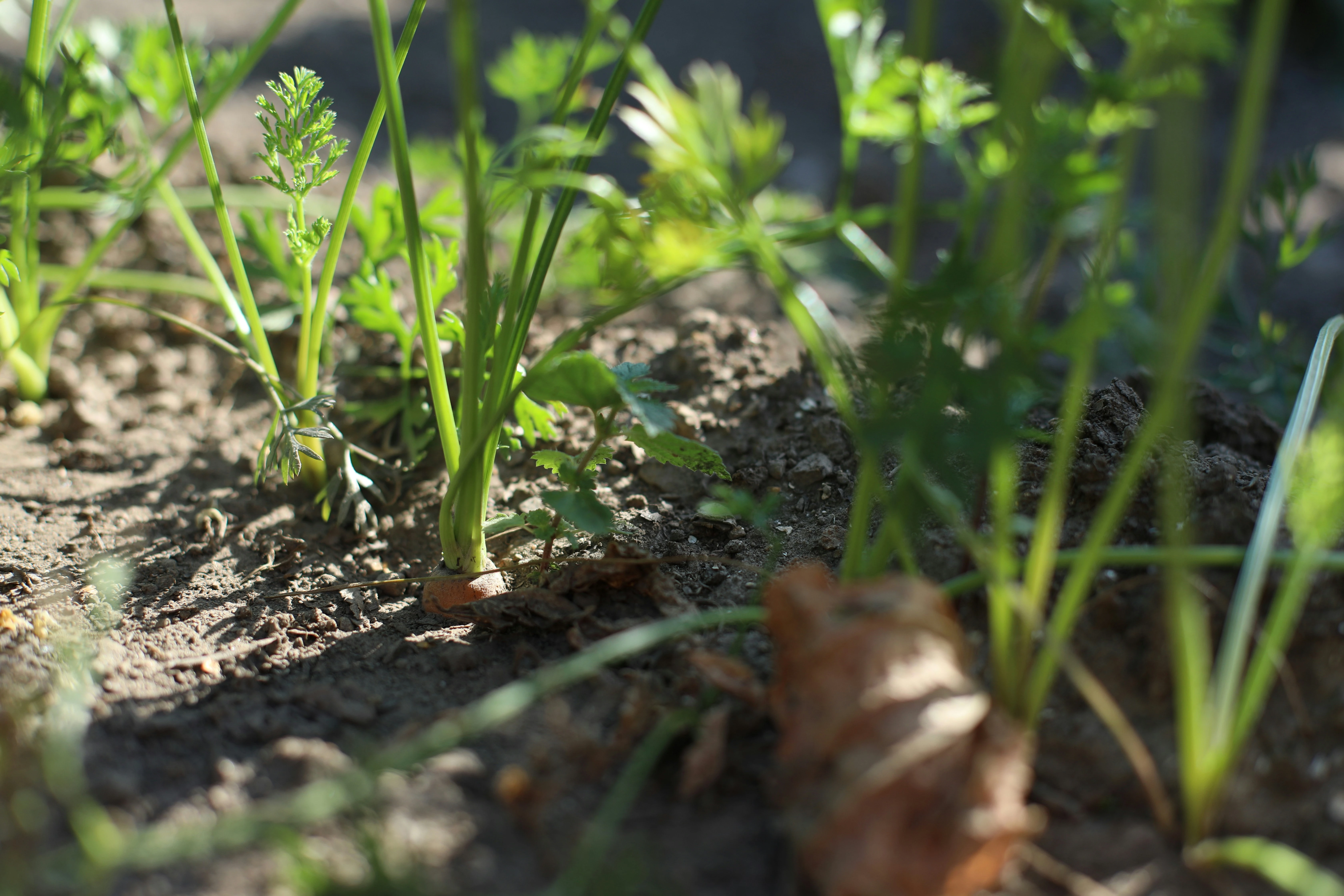What to plant - September