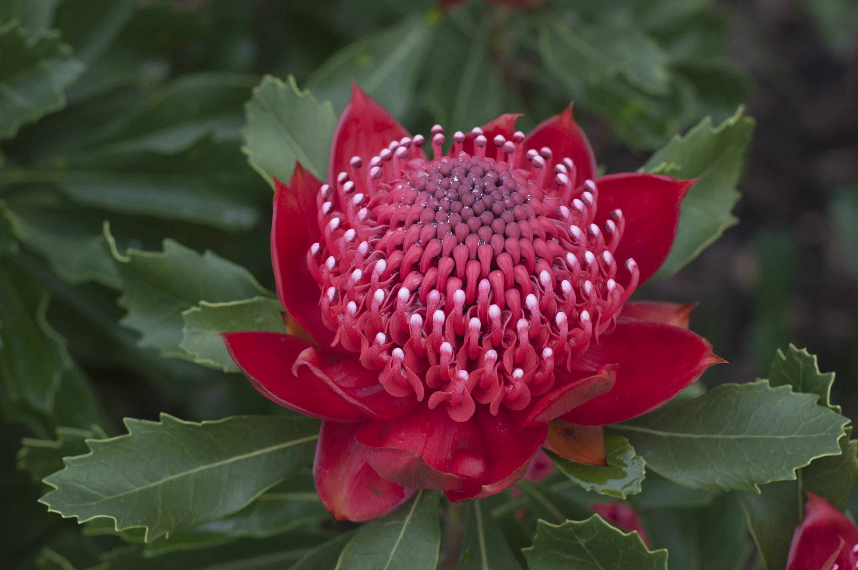 Add spring colour to the garden