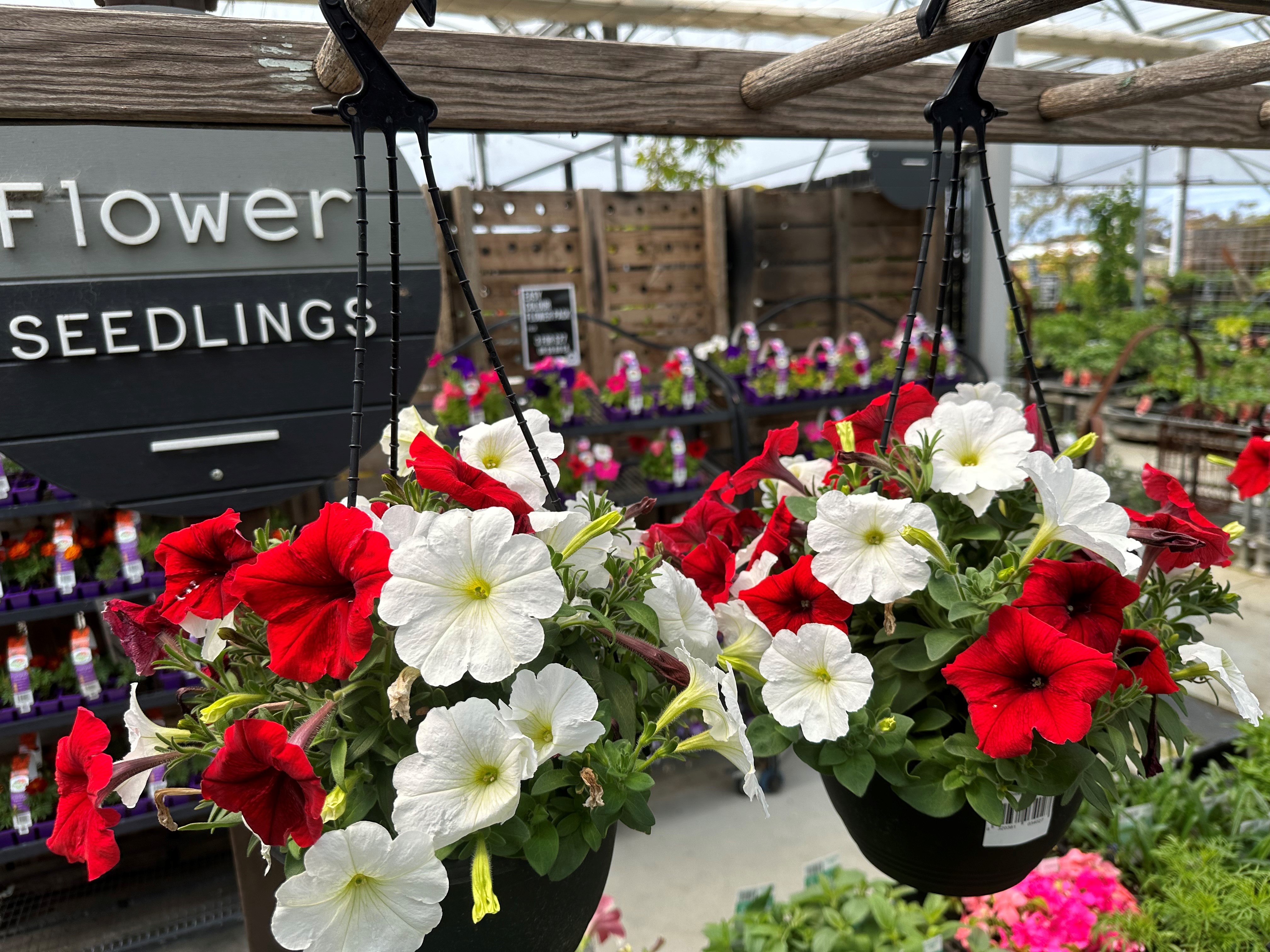 Get ready for summer colour