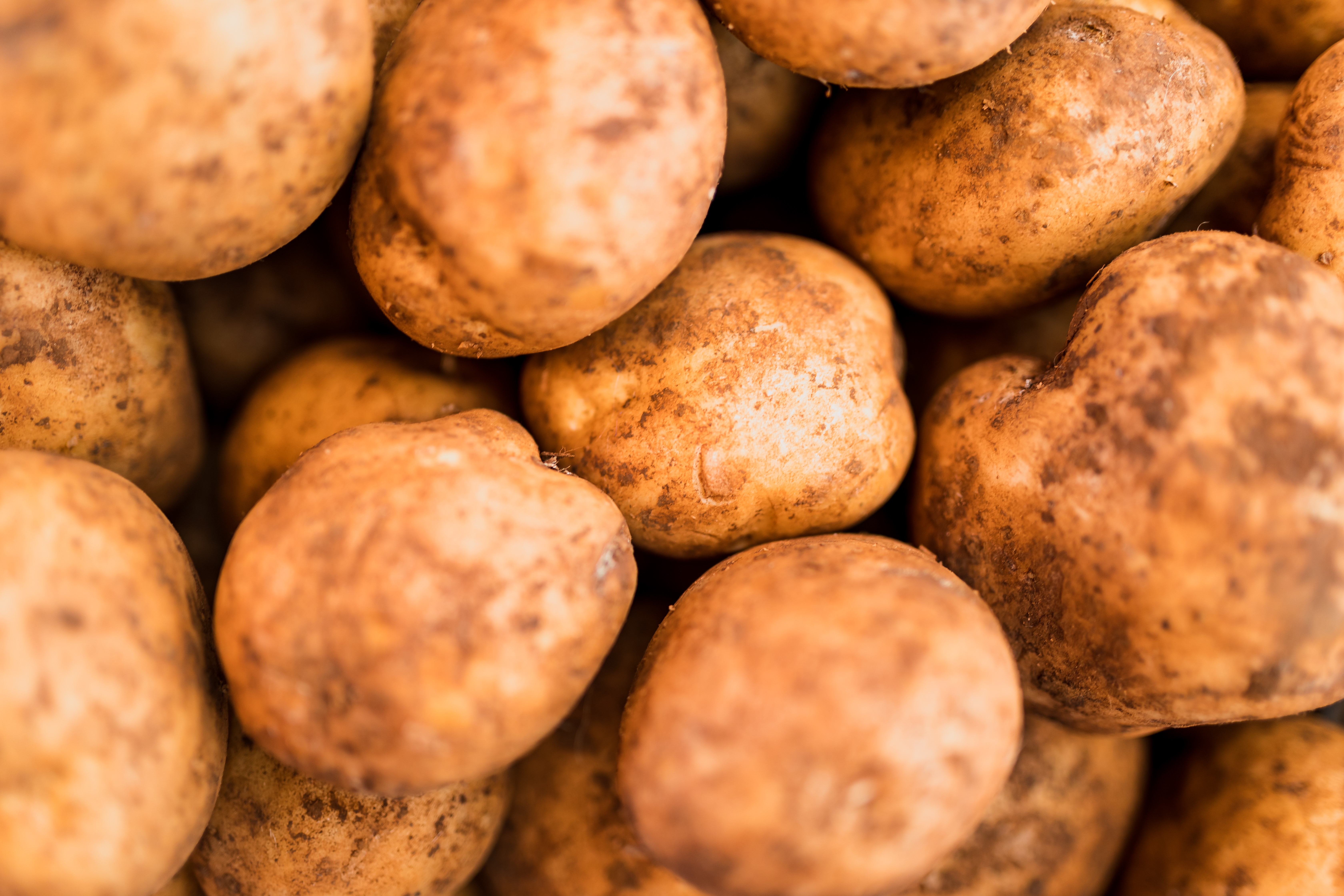 Growing Potatoes in Tasmania