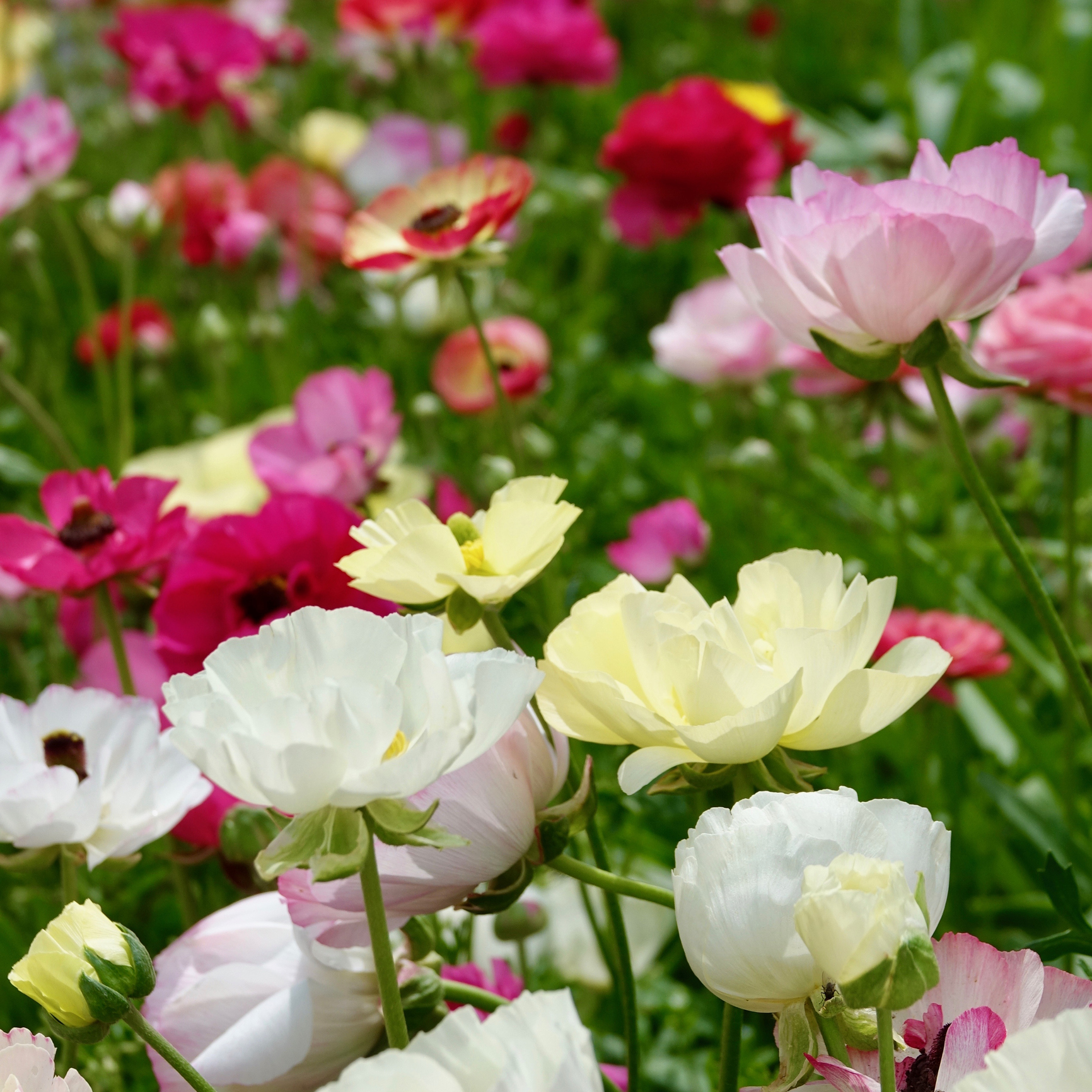 Autumn Colour in Tasmania – March Planting Guide