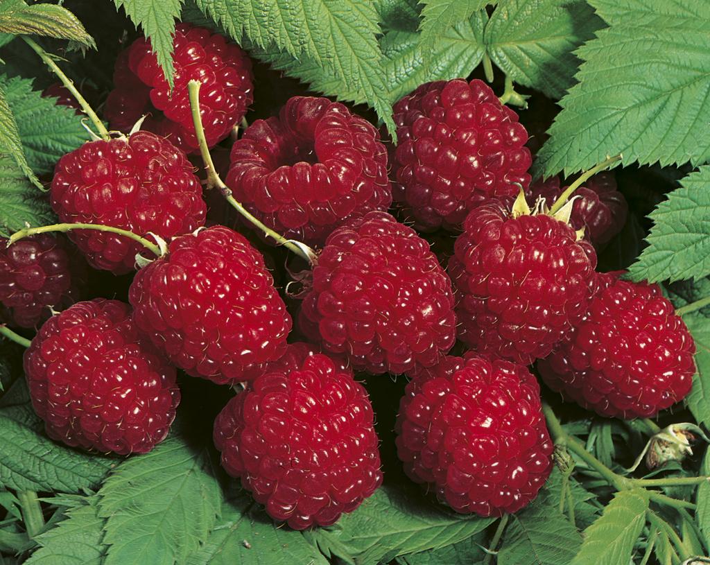 Pruning Raspberries in Tasmania