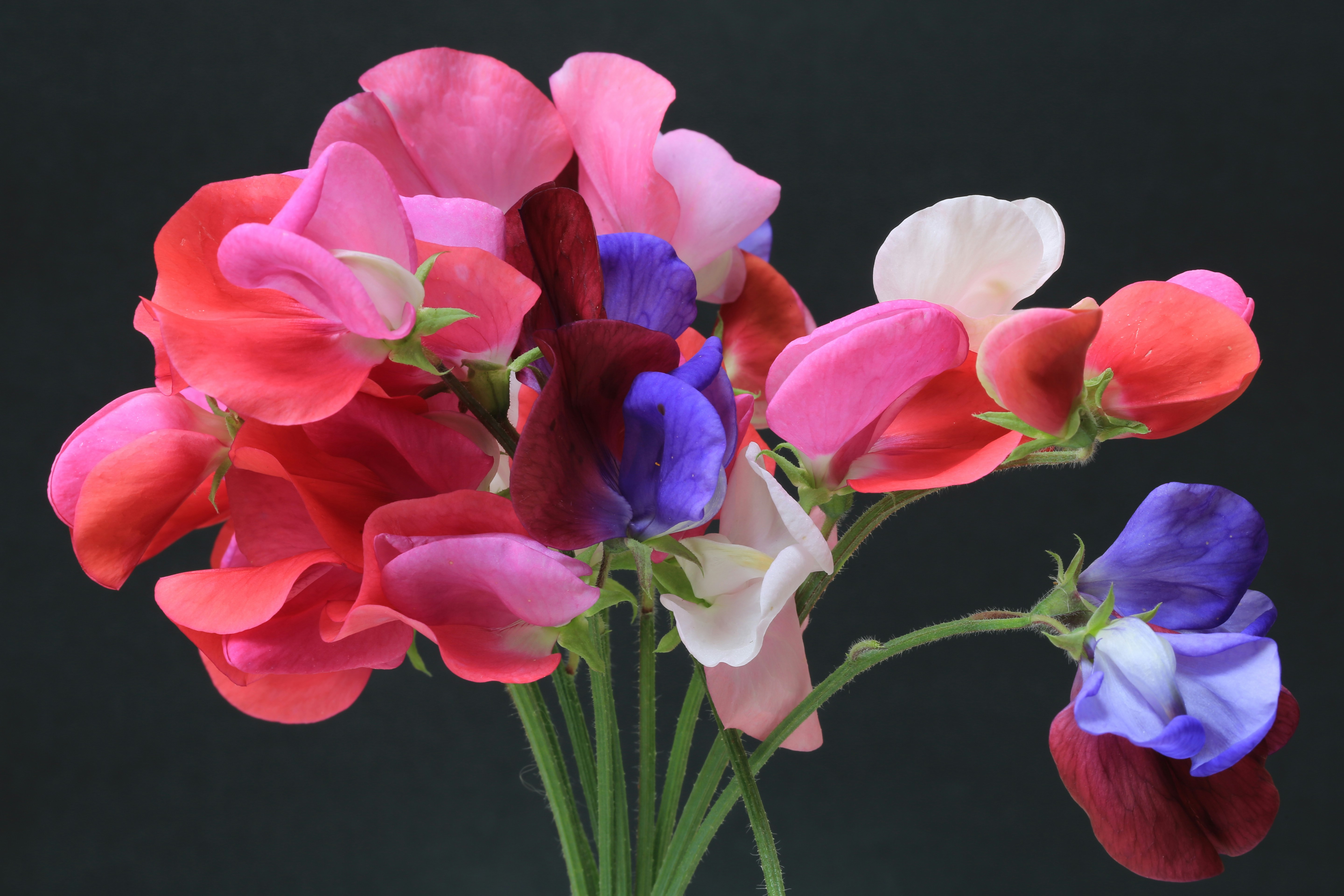  Sowing Sweet Pea Seeds in Tasmania