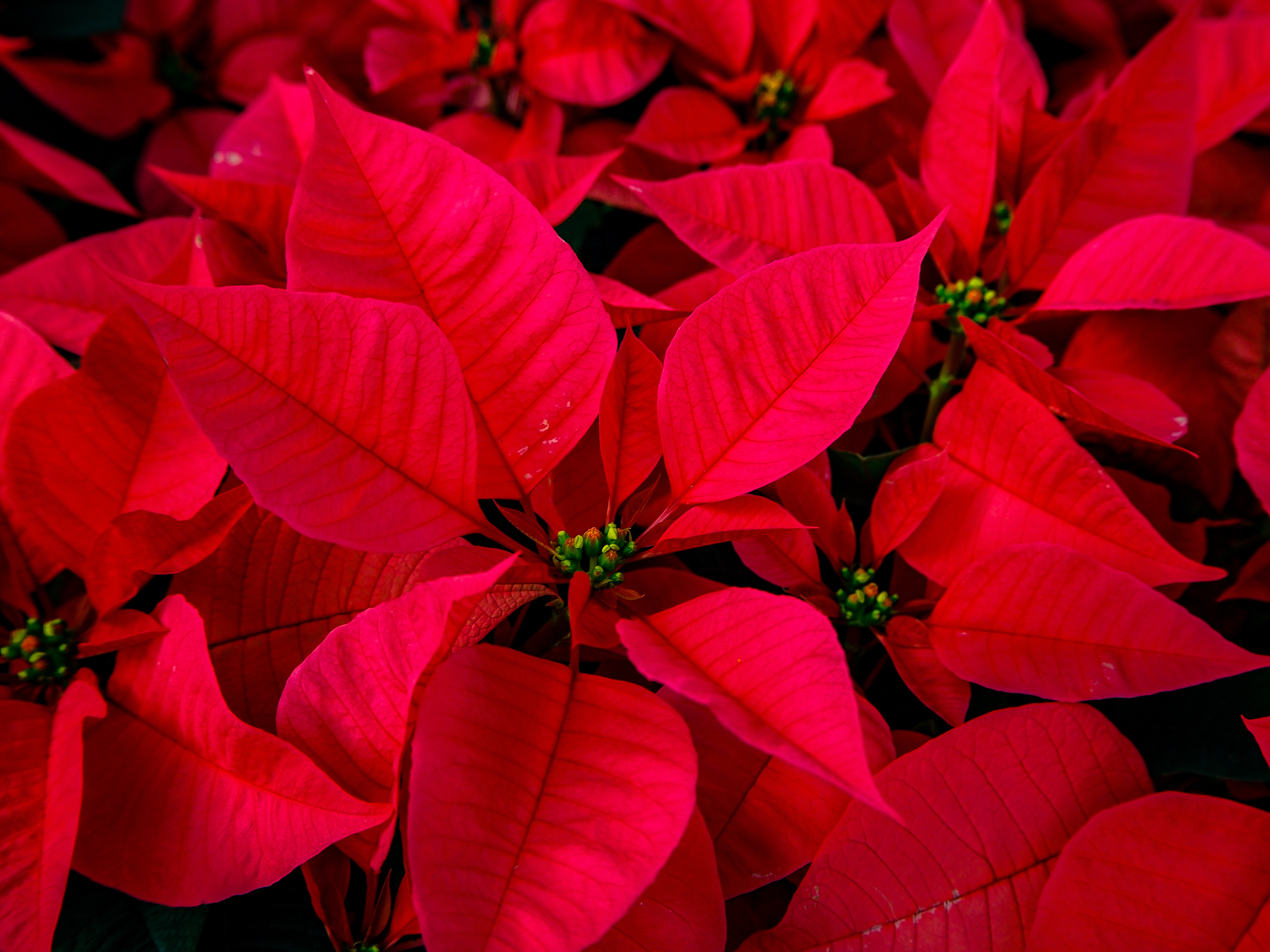 Growing Poinsettia in Tasmania