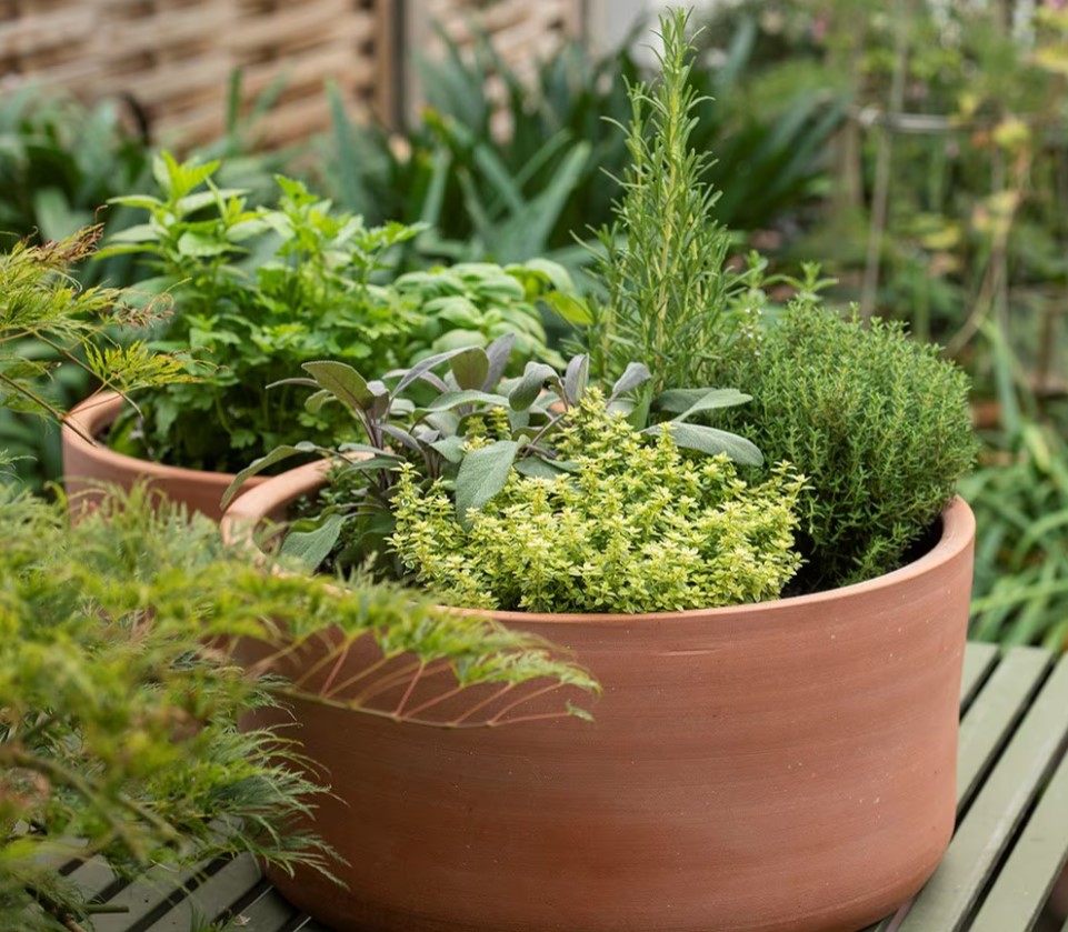 Build a Beautiful, Productive Herb Bowl