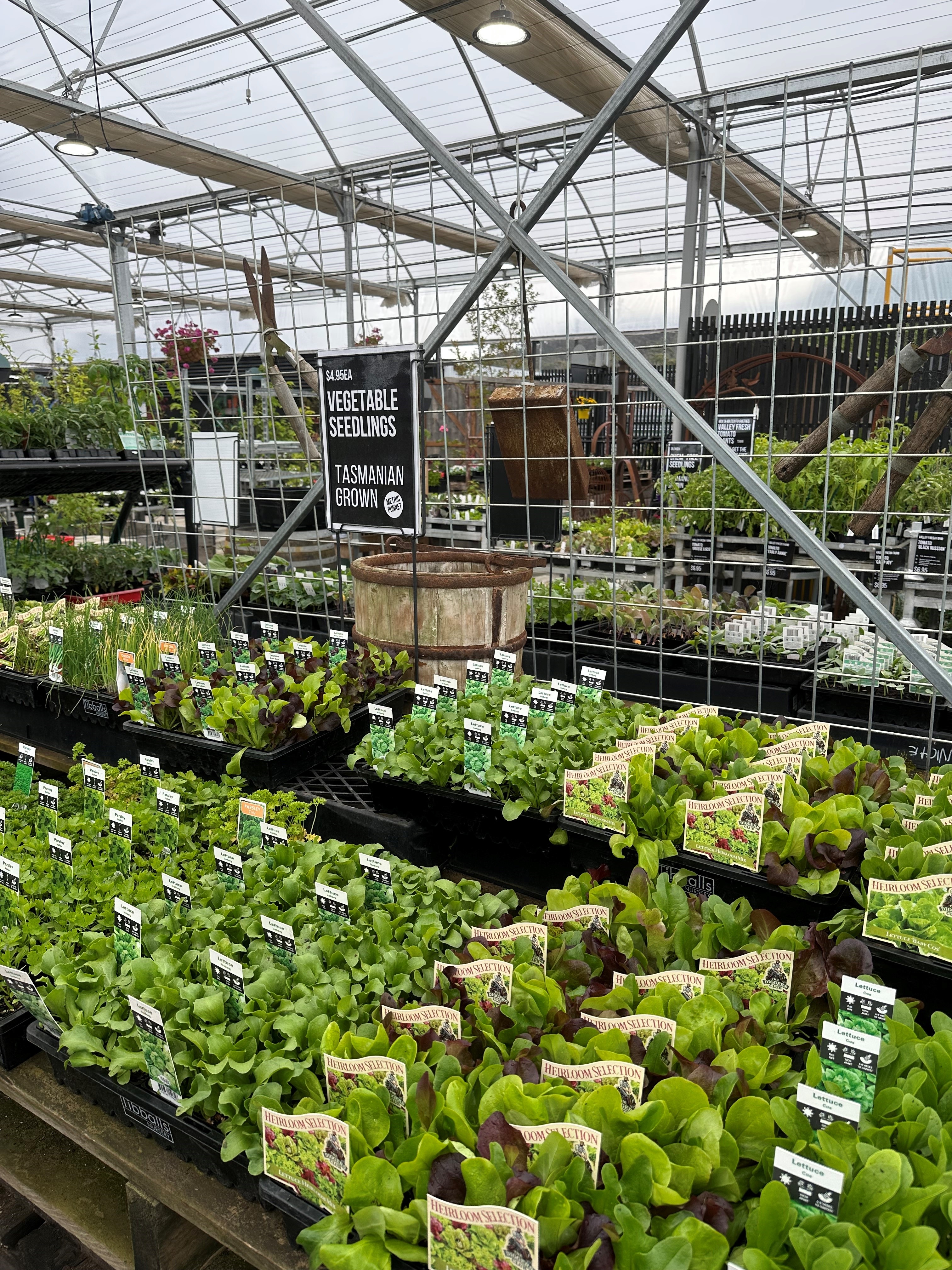 What to plant- November