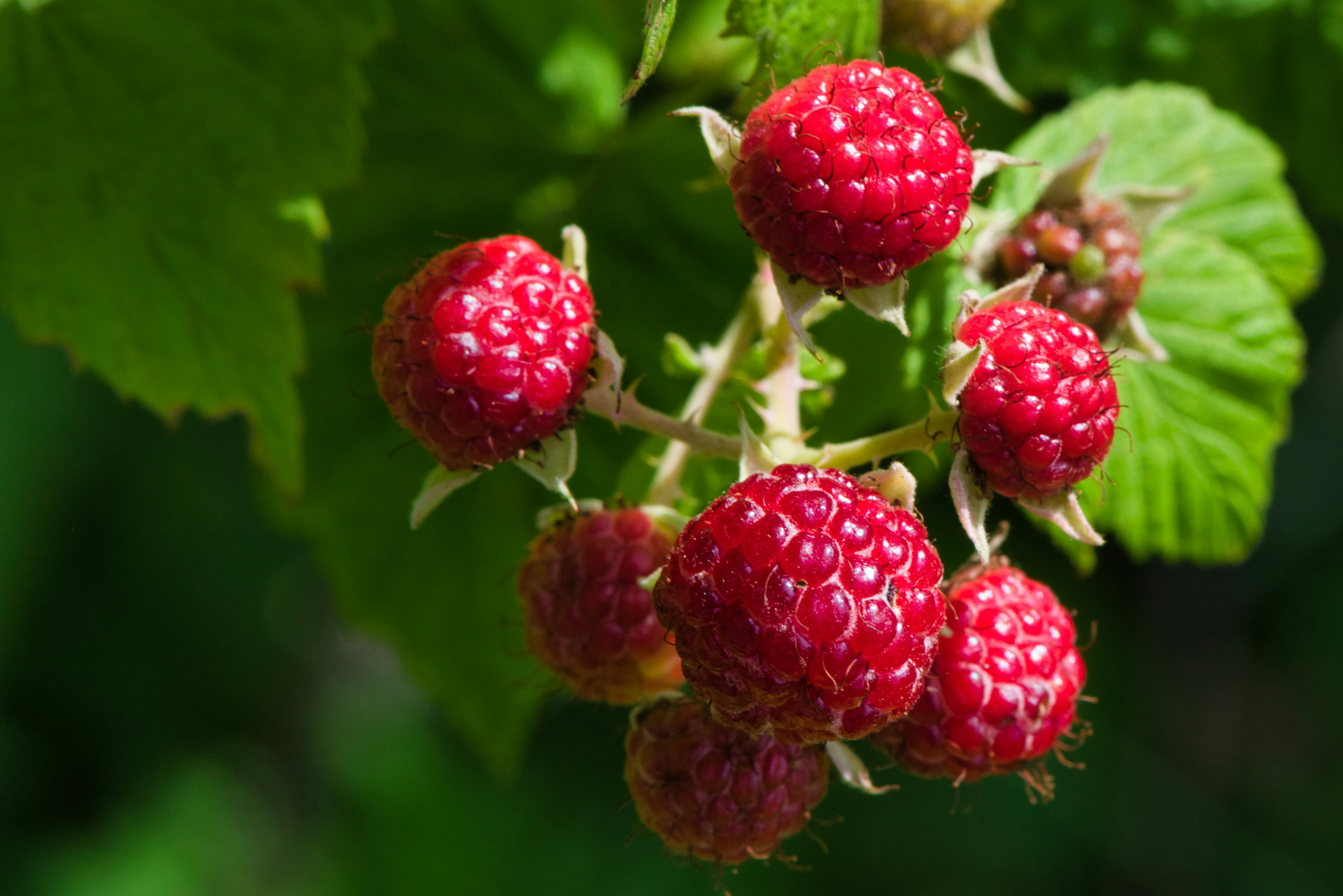 Growing Raspberries in Tasmania