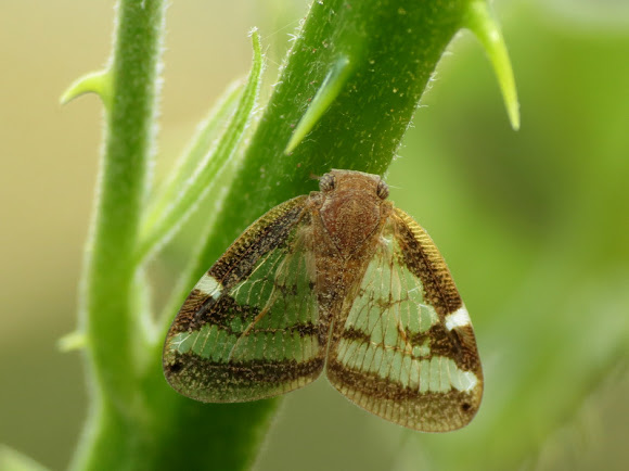 Passionvine hopper