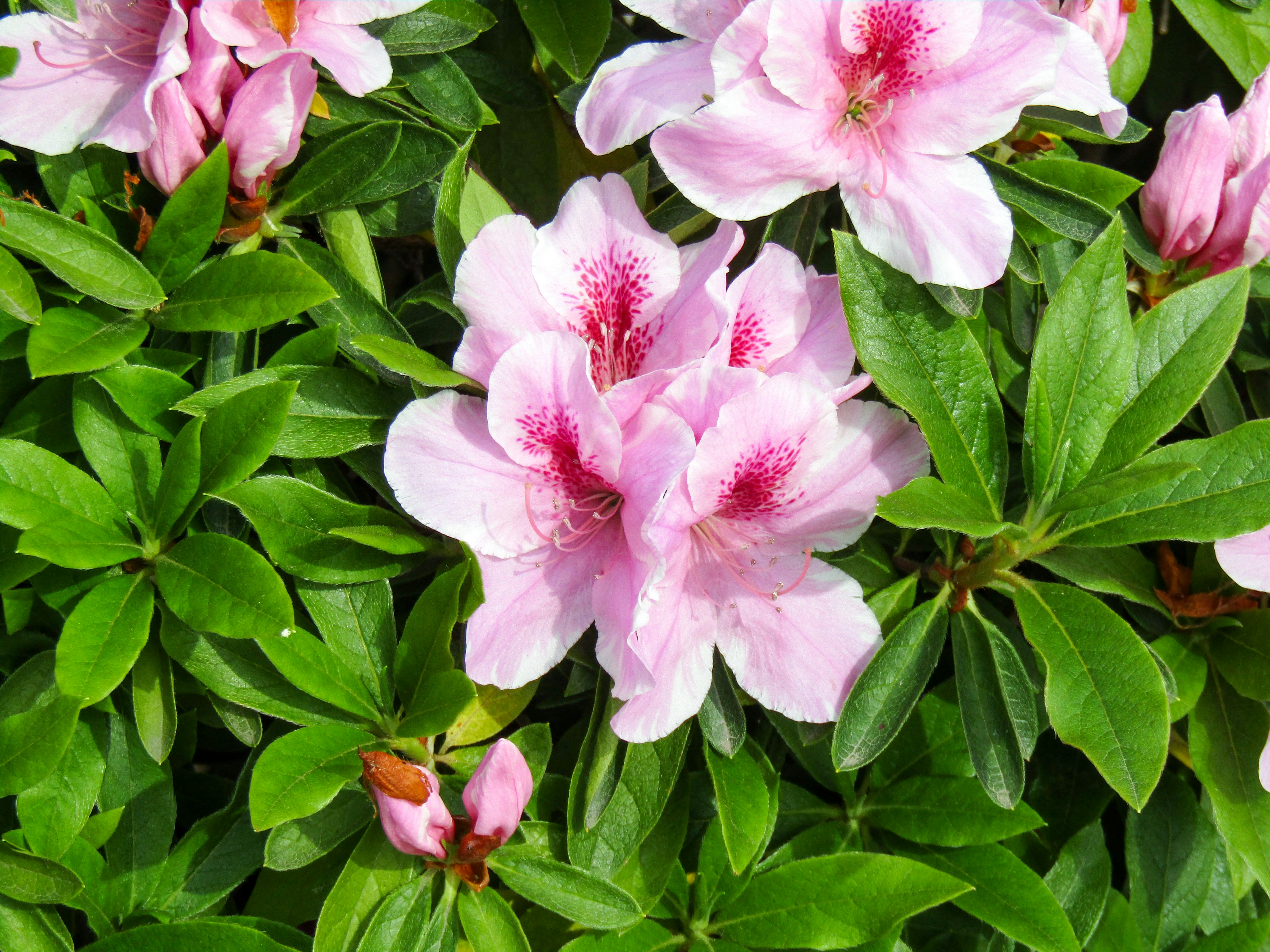 Tackling Azalea Pests