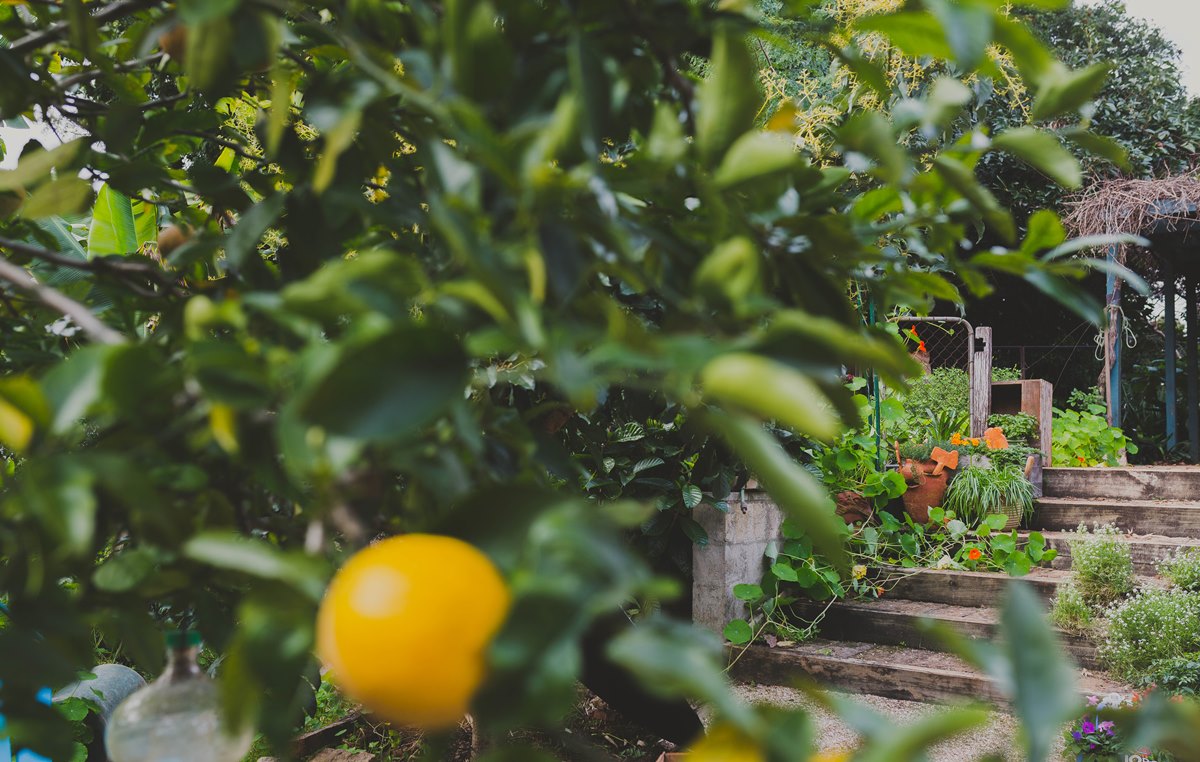 What to plant January Harmony Garden Centre