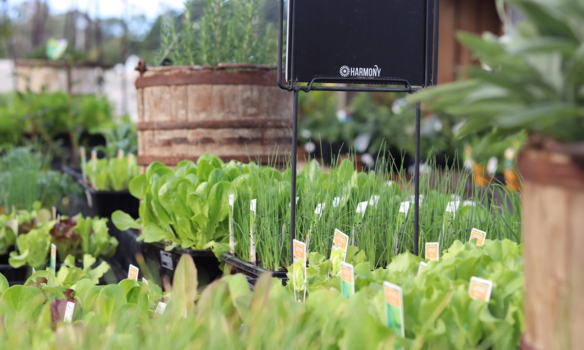 what-to-plant-august-harmony-garden-centre