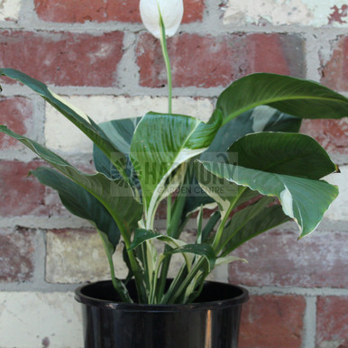 plant fertilizer indoor Indoor Plant Food - Versatile, Bioavailable Liquid Fertilizer