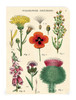 Cavallini Mini Notebooks 3/Pkg-Wildflowers 2 - 5A0035PF-1H6ZK