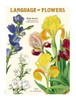 Cavallini Mini Notebooks 3/Pkg-Language of Flowers - 5A0035PF-1H6ZH