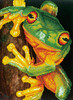 Diamond Dotz Diamond Art Kit 16.5"X12.6"-Green Tree Frog - DD7031