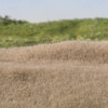 Woodland Scenics Static Grass 2mm-Straw - FS616