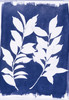 Jacquard Cyanotype Chemistry SetJCYA1100