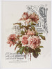 Dress My Craft Transfer Me Sheet A4-Peach Roses DMCD1795 - 194186004539