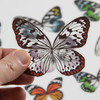 2 Pack - Idea-Ology Transparent Acetate Wings-72/Pkg - TH93785