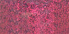 6 Pack - Ranger Stickles Glitter Glue .5oz-Rhubarb - SGG01-53743