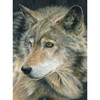 3 Pack - Royal & Langnickel Color Pencil By Number Kit 8.75"X11.75"-Curious Eyes - CPBNK-18