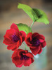 Lia Griffith Extra Fine Crepe Paper 19.6"X78.7"-Cranberry - LG11010
