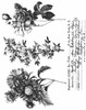 Tim Holtz Cling Stamps 7"X8.5"-Flower Shop - CMS-401 Tim Holtz Cling Stamps 7"X8.5"-Flower Shop - CMS-401