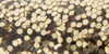 6 Pack - Sulyn Glitter .6oz-Gold - SUL5-89