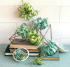 Lia Griffith Paper Stack 8.5"X11" 20Pkg-Airplants - LG41001