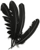Turkey Quill Feathers 4/Pkg-Black B712-BL