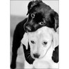 Collection D'Art Diamond Embroidery Gem Kit 10.6"X7.5"-Black And White Puppies DE453