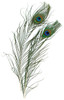 Peacock Eye Feathers 2/Pkg -Natural -B452