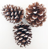 Foundations Decor Tiered Tray Add On Pinecones 3/Pkg-Frosted 681328