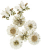 Little Birdie Arcadia Paper Flowers 8/Pkg-Amor Mio - ARCADIA-79577