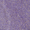 4 Pack - WOW! Embossing Powder 15ml-Plum Fizz - WOW-WL98R