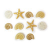 6 Pack - Dress It Up Embellishments-Seashells - DIUBTN-452