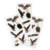 12 Pack Paper House Decorative Stickers-Eagles ST2356E
