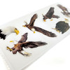 12 Pack Paper House Decorative Stickers-Eagles ST2356E