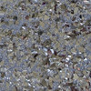 Creative Expressions Cosmic Shimmer Spangles Set-Blue Flint 5A002CS9-1GG6P