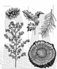 Tim Holtz Cling Stamps 7"X8.5"-Forest Floor 2 - CMS-1GHTZ - 732388248834