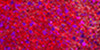 3 Pack - DecoArt SoSoft Fabric Glitters Acrylic Paint 2oz-Red Twinkle - DSSFG2OZ-07