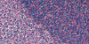 DecoArt Glamour Dust Glitter Paint 2oz-Purple Passion - DGD-08