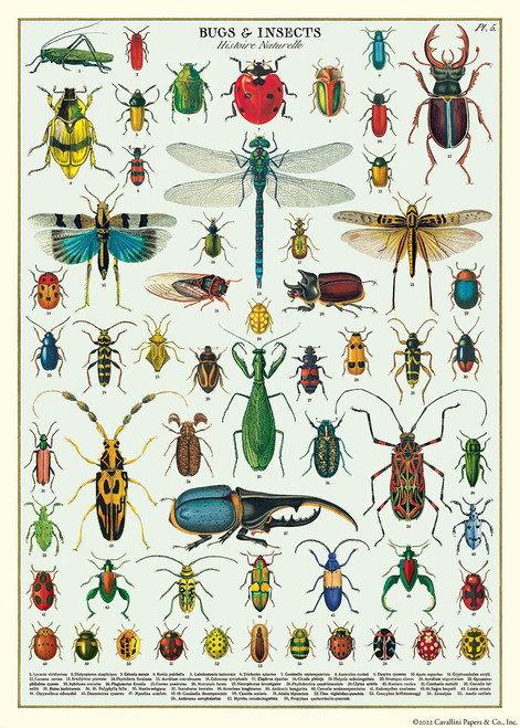 Cavallini Gift Wrap-Bugs & Insects - 5A0035PR-1H714 - 9781639470433