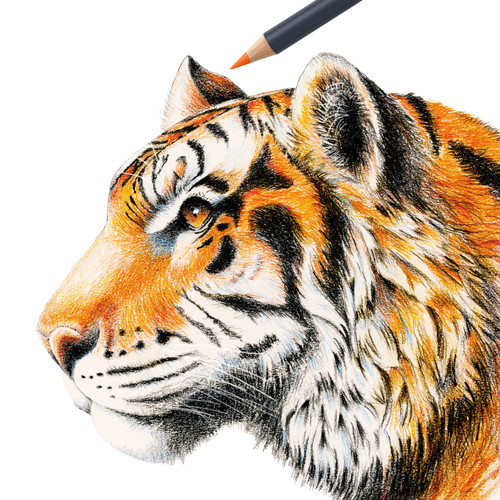 Faber-Castell Goldfaber Color Pencil Box-Set of 12 - 5A0035TT-1H75P Faber-Castell Goldfaber Color Pencil Box-Set of 12 - 5A0035TT-1H75P