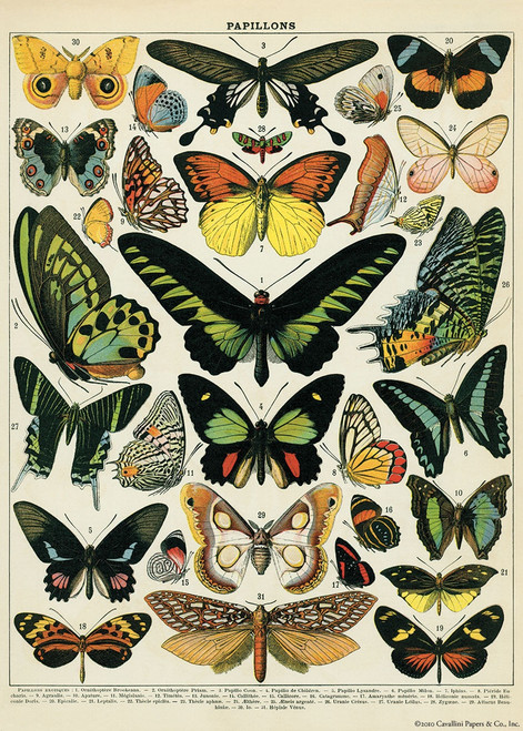10 Pack - Cavallini Gift Wrap-Butterflies - 5A0035PR-1H71H - 9781574898446