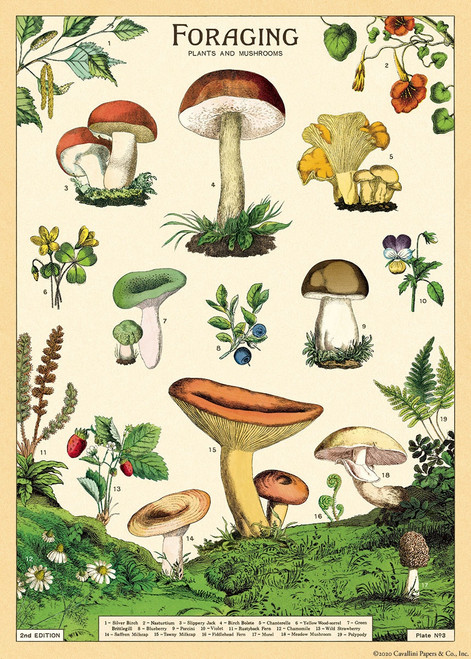 Cavallini Gift Wrap-Foraging - 5A0035PR-1H71K - 9781635449006