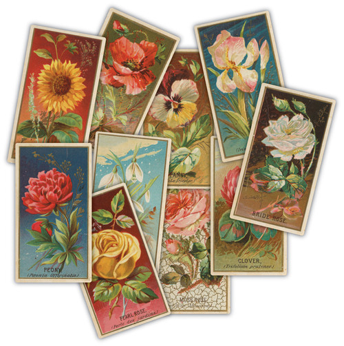 Craft Consortium The Collector Ephemera 30/Pkg-Flowers - 5A003JYC-1HF7N