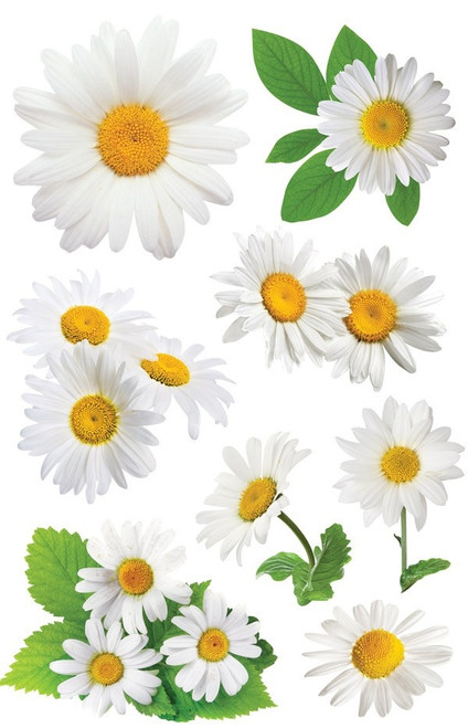 Paper House 3D Stickers 4.5"X7.5"-Oxeye Daisies - STDM0119 - 767636376168