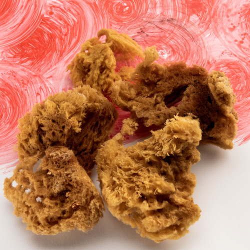 Crafter's Choice Sea Sponge Set 5/pc-100% Natural - 5A003LR7-1HH09 Crafter's Choice Sea Sponge Set 5/pc-100% Natural - 5A003LR7-1HH09